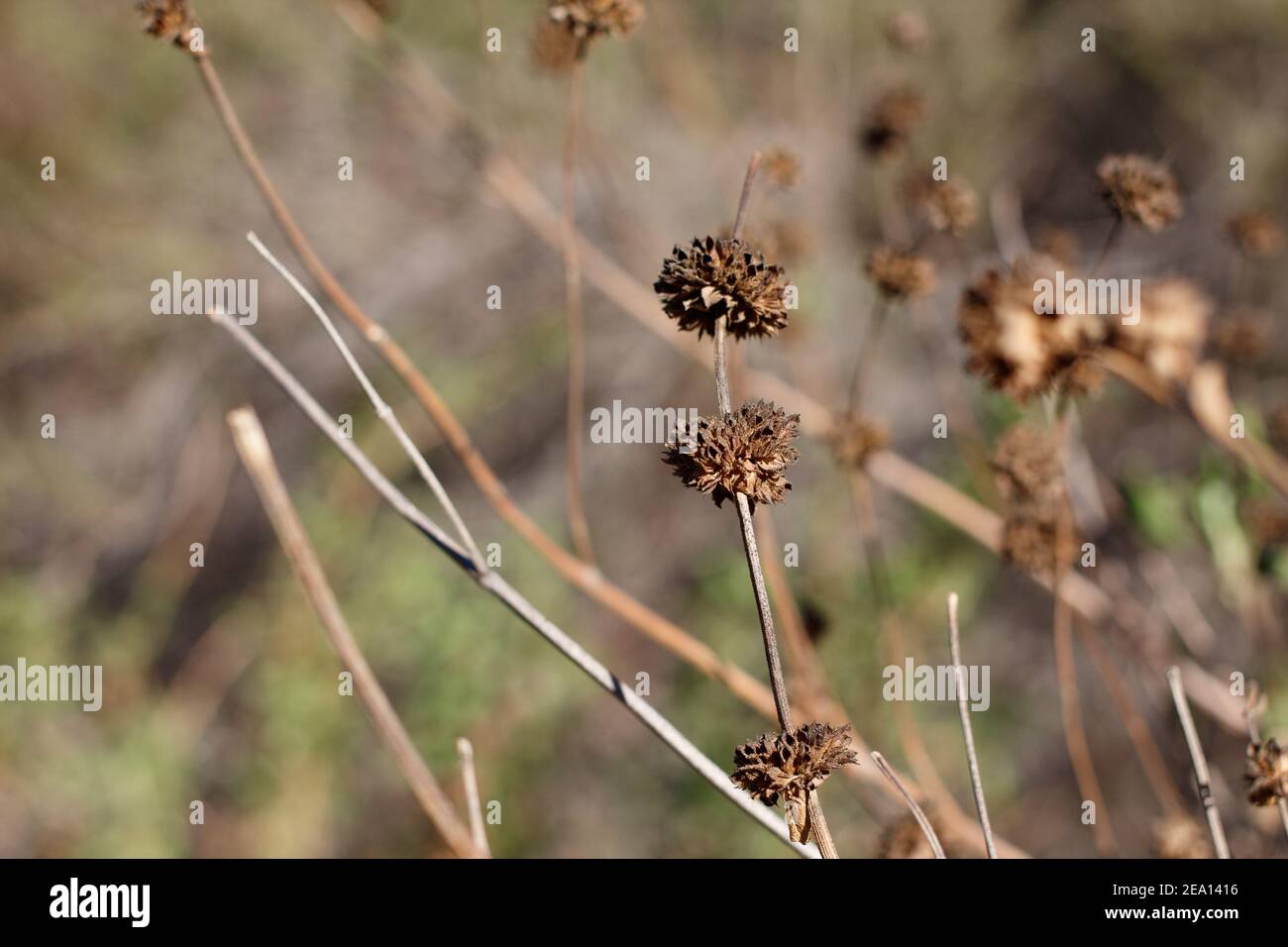 Vakante braune Hochblätter von Black Sage, Salvia Mellifera, Lamiaceae, einheimischer einkliniger Strauch im Topanga State Park, Santa Monica Mountains, Winter. Stockfoto