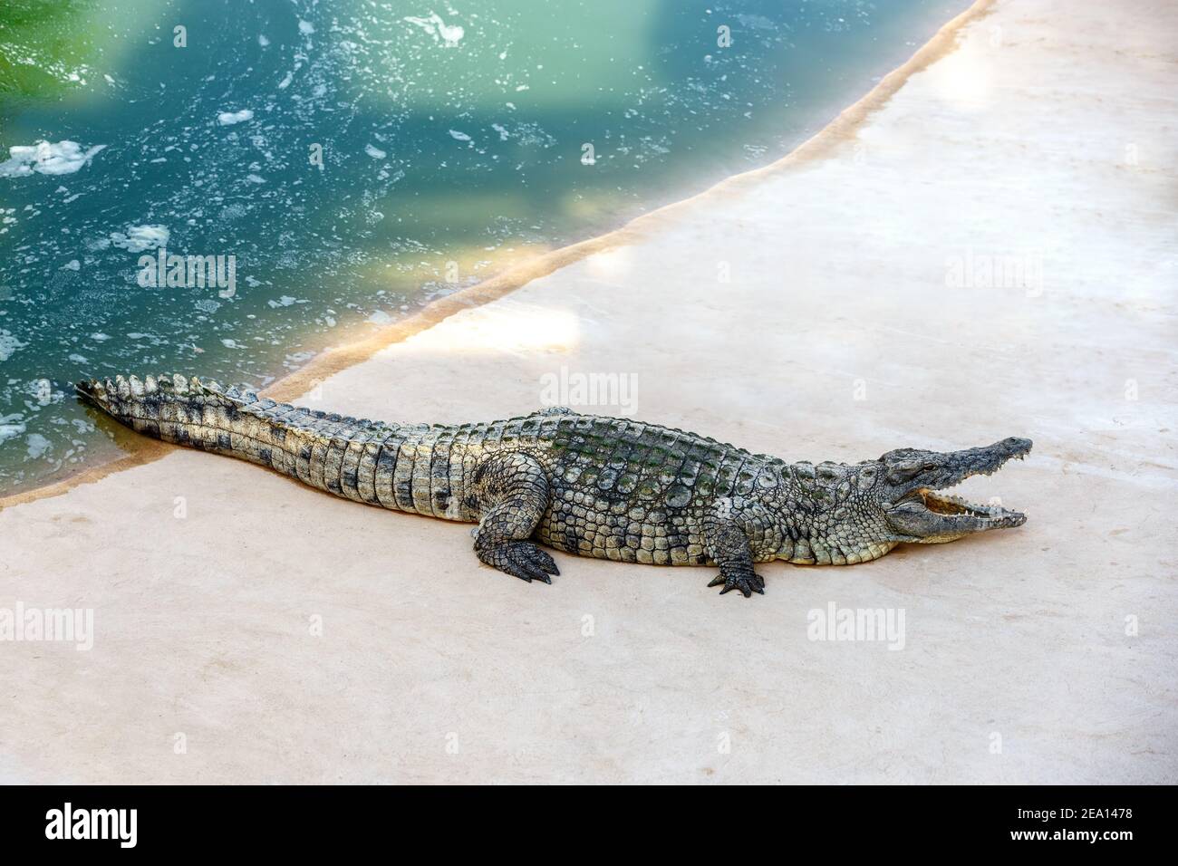 Krokodile sonnen sich am Wasser Stockfoto