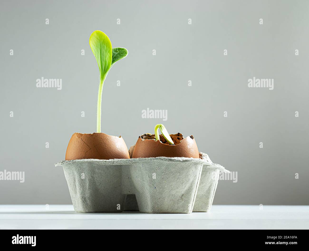 Samenkeimung von Zucchini in Eierschalen auf dem hellen Hintergrund, das Konzept der ökologischen Gartenarbeit und Frühjahrspflanzung Stockfoto