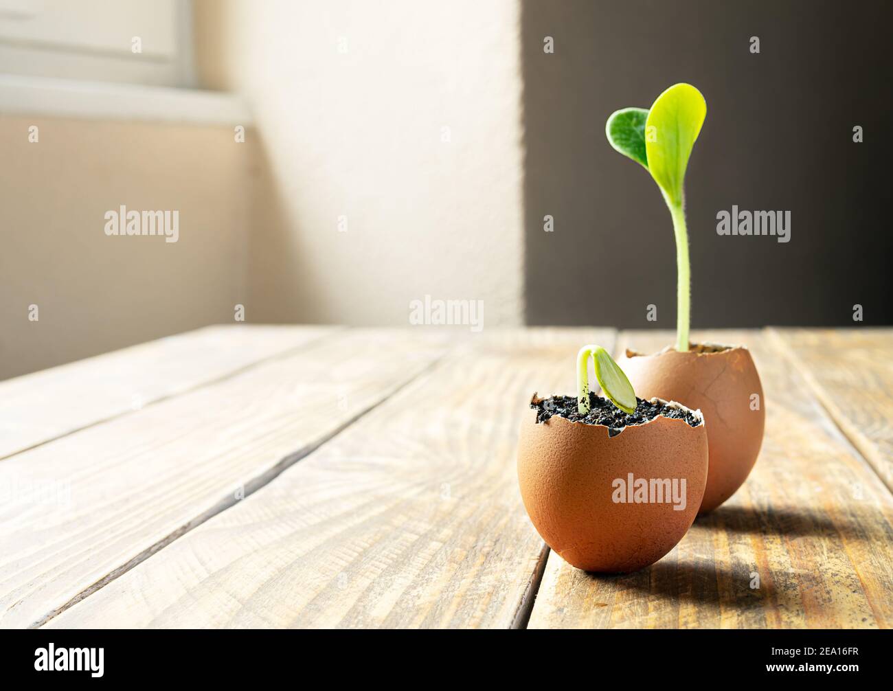 Keimling junge hellgrüne Zucchini sprießt in Eierschalen, das Konzept der ökologischen Gartenarbeit und die Verbindung mit der Natur Stockfoto