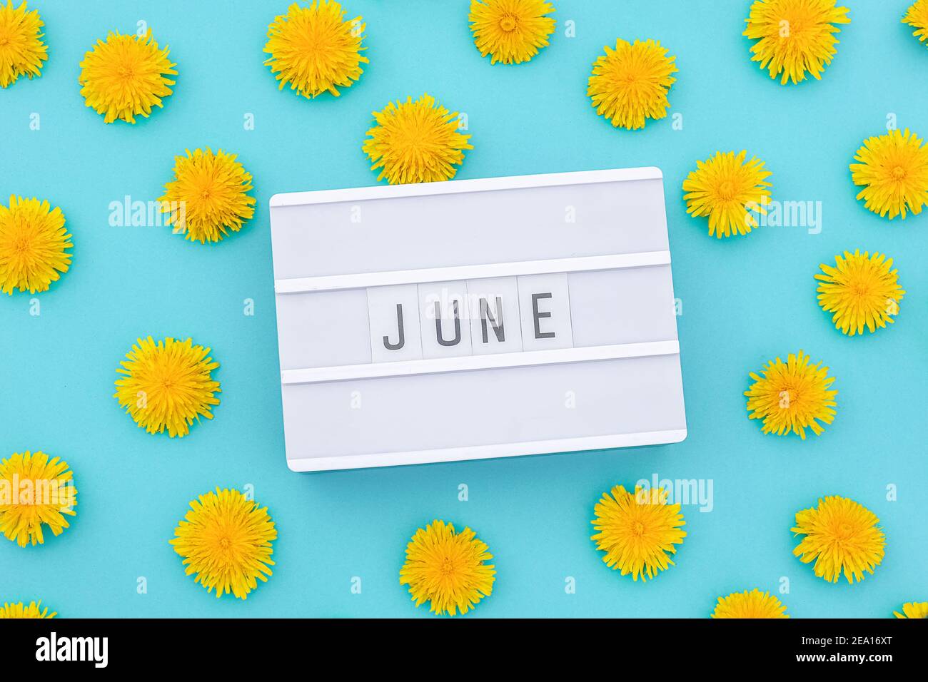 Text Juni auf Leuchtkasten und gelbe Löwenzahn auf blauem Hintergrund. Konzept hallo Sommer. Draufsicht Flat Lay. Stockfoto