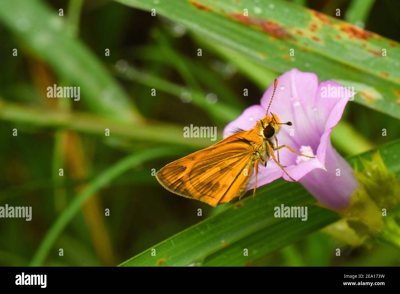 Orange Skipper auf kleinen ipomoea Blatt thront Stockfoto