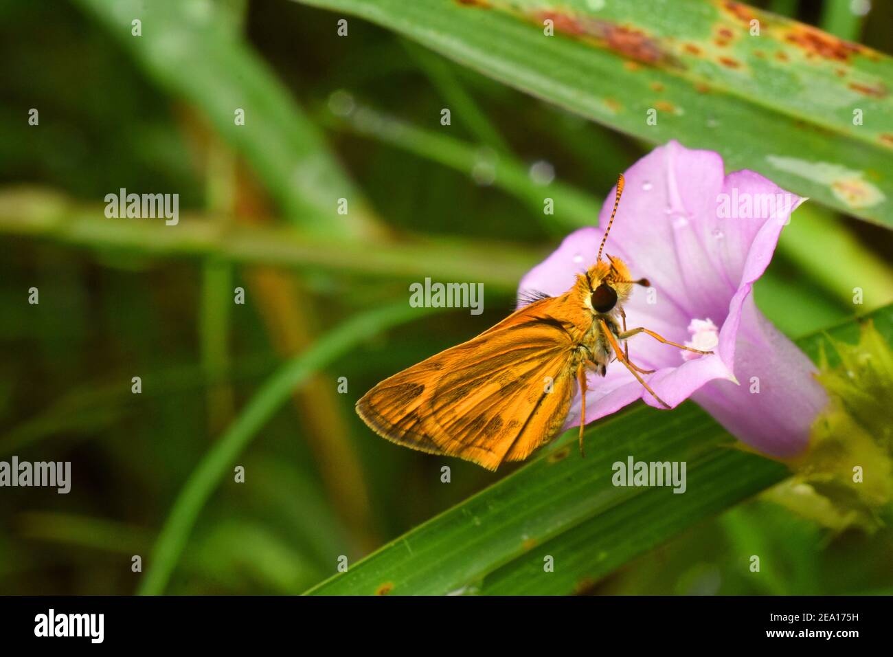 Orange Skipper auf kleinen ipomoea Blatt thront Stockfoto