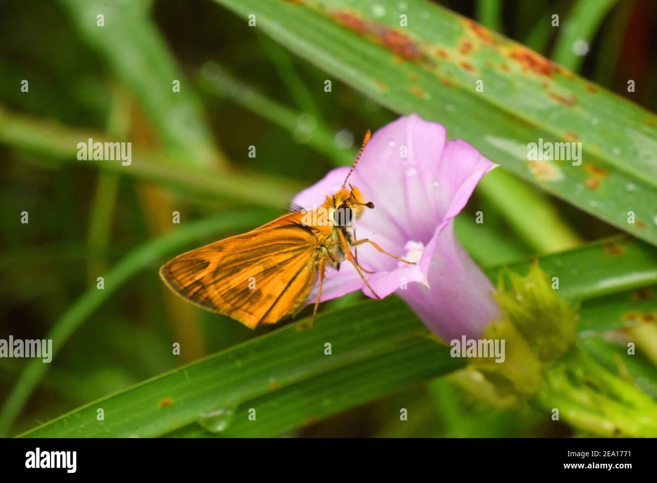 Orange Skipper auf kleinen ipomoea Blatt thront Stockfoto