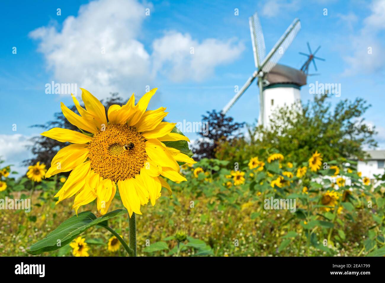 Schöne gelbe Sonnenblume mit Biene vor der historischen Windmühle In Norddeutschland Stockfoto