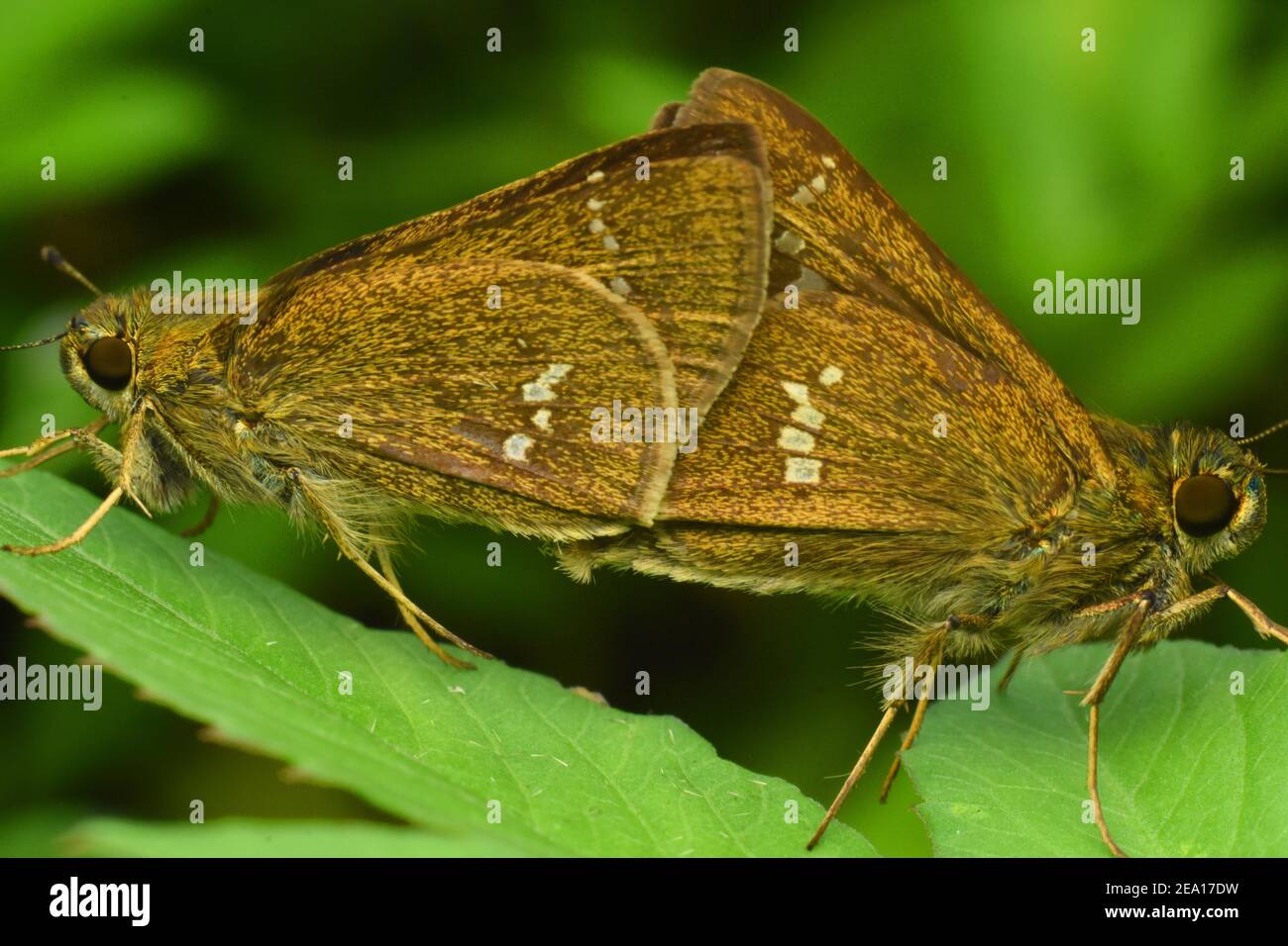 Braune Skipper paaren sich Stockfoto