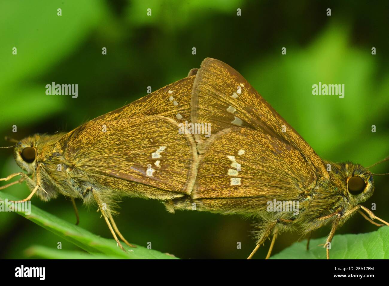 Braune Skipper paaren sich Stockfoto