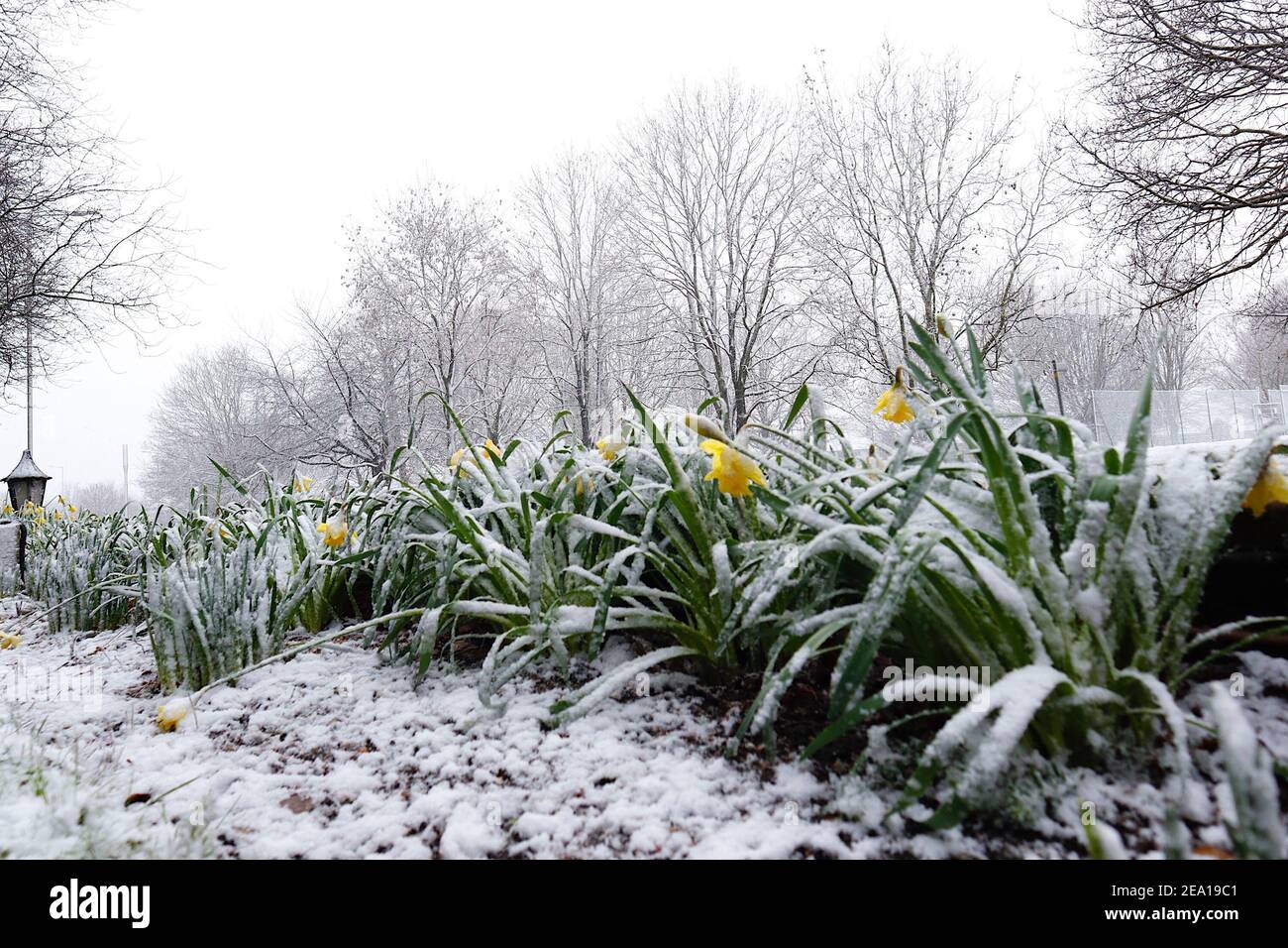 Ashford, Kent, Großbritannien. Februar 2021, 07. UK Wetter: Früh blühende Narzissen, die vom Schnee von Storm Darcy in Ashford, Kent getroffen werden. Foto-Kredit: Paul Lawrenson/Alamy Live Nachrichten Stockfoto