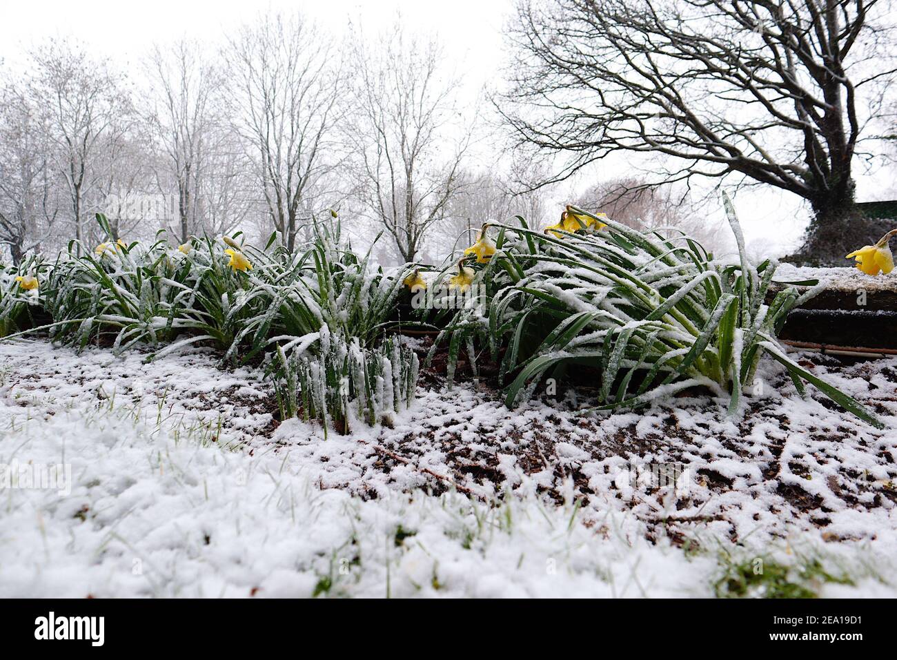 Ashford, Kent, Großbritannien. Februar 2021, 07. UK Wetter: Früh blühende Narzissen, die vom Schnee von Storm Darcy in Ashford, Kent getroffen werden. Foto-Kredit: Paul Lawrenson/Alamy Live Nachrichten Stockfoto