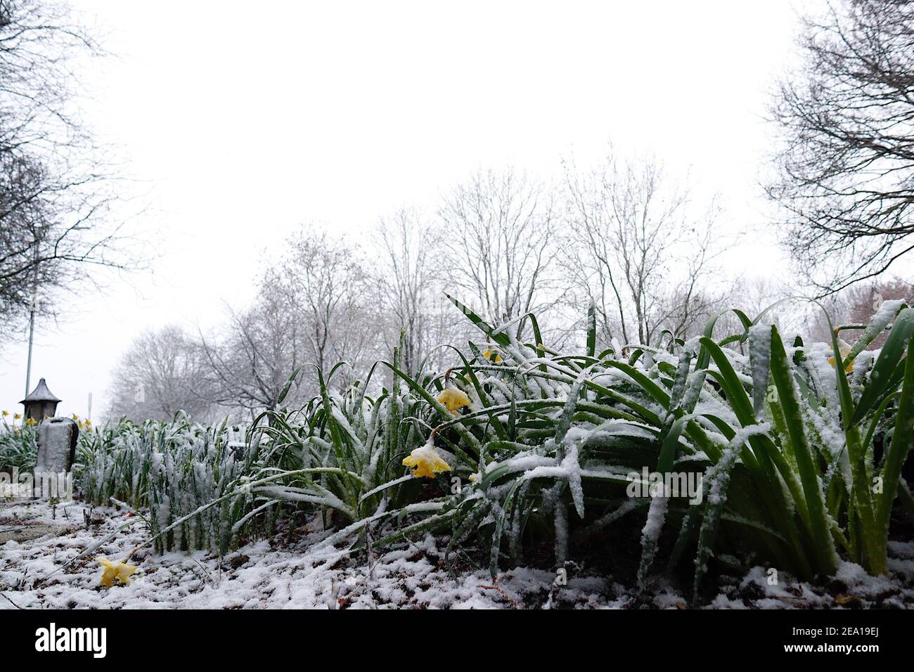 Ashford, Kent, Großbritannien. Februar 2021, 07. UK Wetter: Früh blühende Narzissen, die vom Schnee von Storm Darcy in Ashford, Kent getroffen werden. Foto-Kredit: Paul Lawrenson/Alamy Live Nachrichten Stockfoto