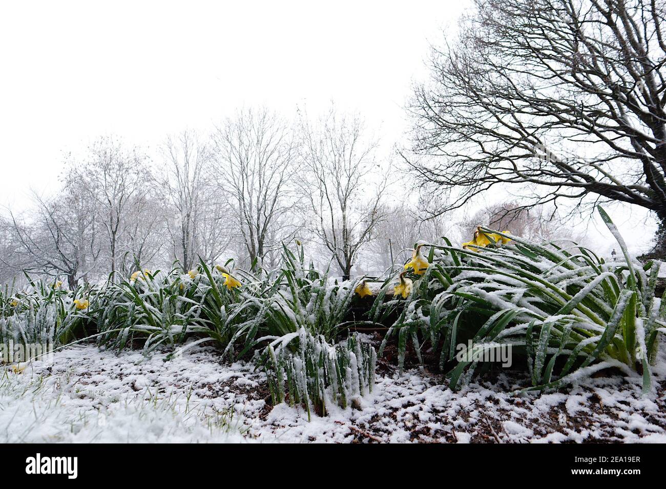 Ashford, Kent, Großbritannien. Februar 2021, 07. UK Wetter: Früh blühende Narzissen, die vom Schnee von Storm Darcy in Ashford, Kent getroffen werden. Foto-Kredit: Paul Lawrenson/Alamy Live Nachrichten Stockfoto