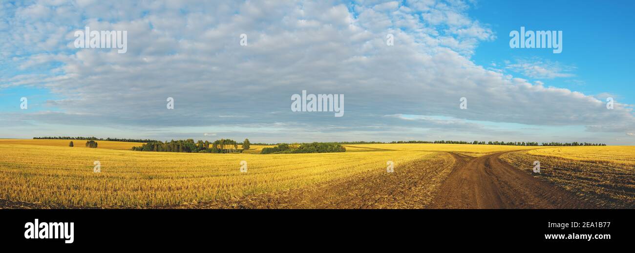 Schöne Panoramalandschaft mit Gabelung in ländlichen Feldweg und blauen Himmel während des Sonnenuntergangs.Szene mit goldenen Felder nach der Ernte. Stockfoto