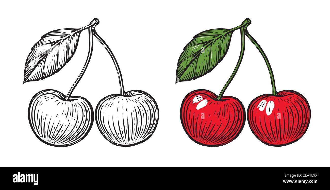Paar Kirschen. Handgezeichnete Vektorgrafik mit Obst isoliert Stock Vektor