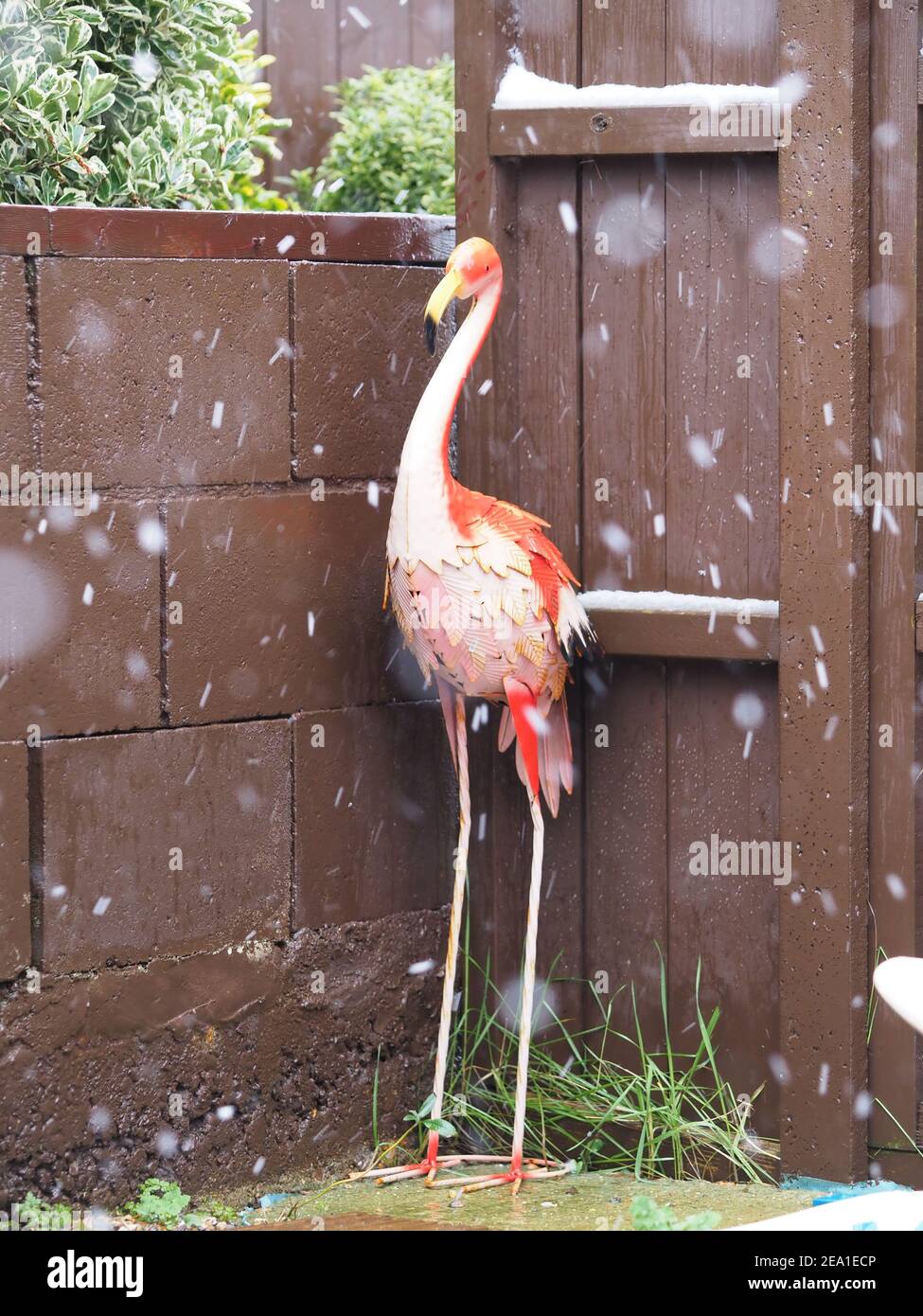 Sheerness, Kent, Großbritannien. 7th. Februar 2021. UK Wetter: Schneeregen und starke Winde in Sheerness, Kent heute Morgen als Storm Darcy beginnt zu schlagen. Ein Gartenschmuck, wenn der Schnee/Schnee zu fallen beginnt. Kredit: James Bell/Alamy Live Nachrichten Stockfoto