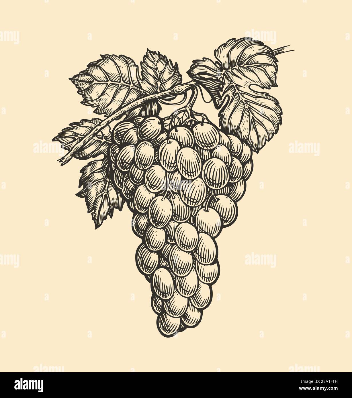 Graviervektor für Trauben. Weinbau gezeichnet Skizze Illustration Stock Vektor