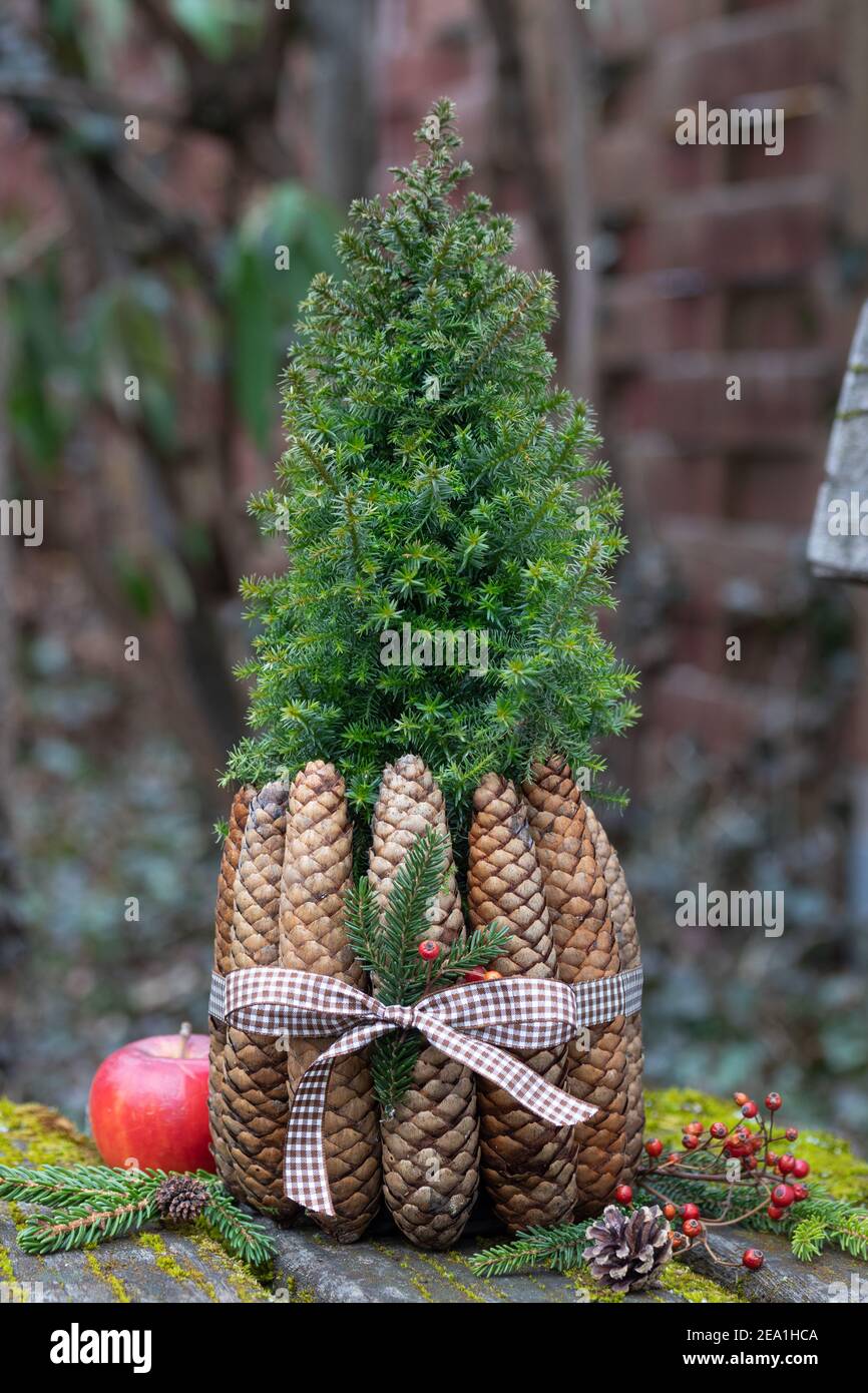 picea glauca dekoriert mit Tannenzapfen als weihnachtliche Gartendekoration Stockfoto