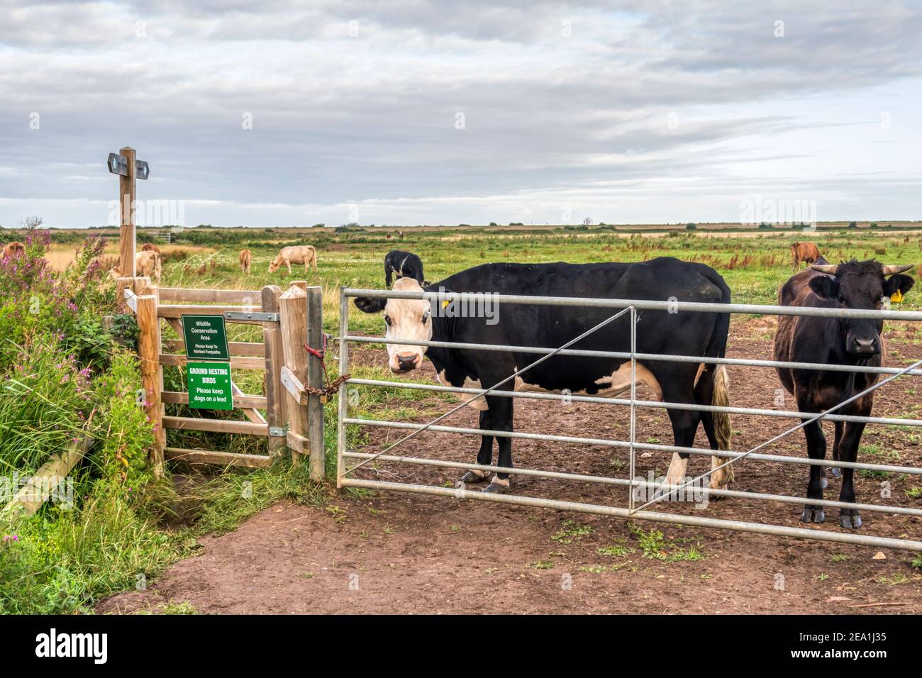 Kühe, die durch das Tor auf dem Feld schauen, das von einem öffentlichen Fußweg durchquert wird. Stockfoto
