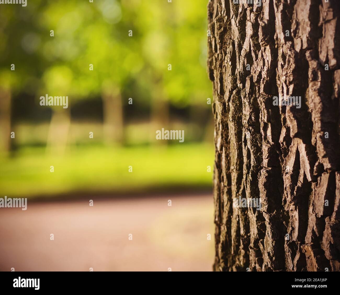 Teil des Stammes einer alten Eiche mit rauer Rinde und vor dem Hintergrund von grünen Bäumen in einem Sommerpark, durch Sonnenlicht beleuchtet. Natur in Th Stockfoto