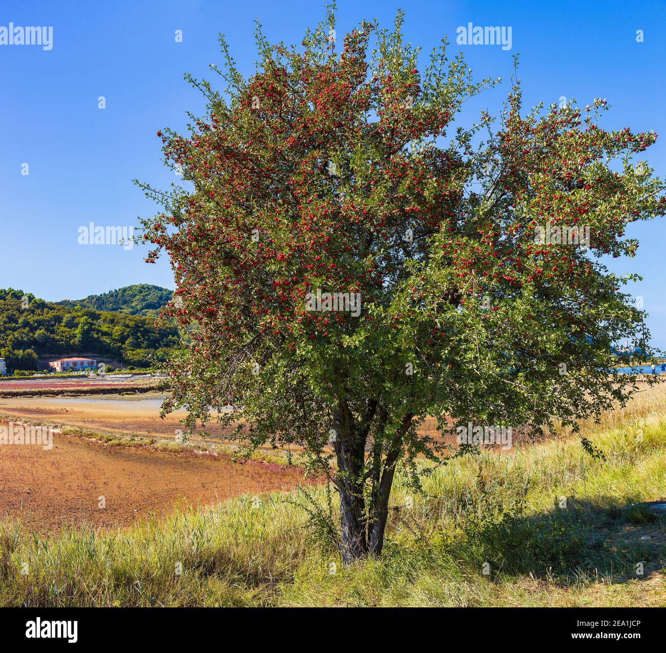 Blick auf den Weißdornbaum voller roter Beeren Früchte im Naturpark Strunjan in Slowenien Stockfoto