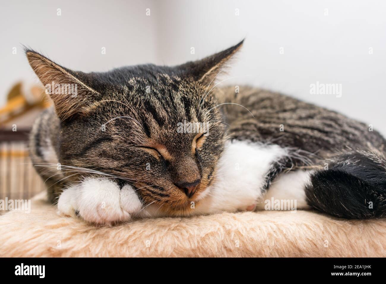 Müde schöne graue Katze schläft auf dem Teppich in der Zimmer Stockfoto