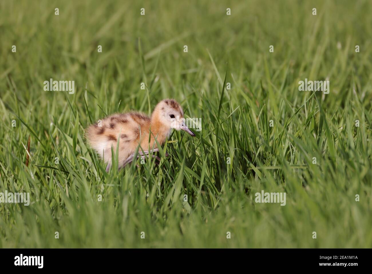 Schwarzschwanz-Godwit (Limosa limosa), sehr junges Küken, nidifugous Vogel, Wandern durch Gras einer ausgedehnten feuchten Wiese, Wildtiere Europa. Stockfoto