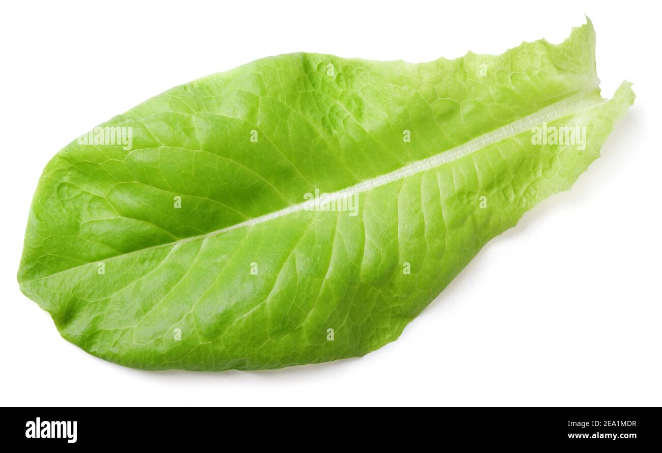 Kopfsalat grünes Blatt Salat auf weißem Hintergrund mit Freistellungspfad isoliert Stockfoto