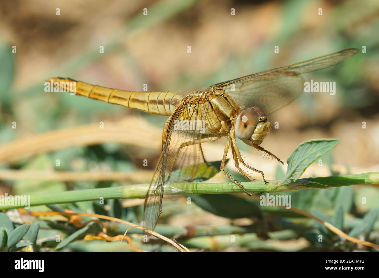 Eine weibliche Rotaderin oder Nomadendarter, Sympetrum fonscolombii auf dem Boden Stockfoto