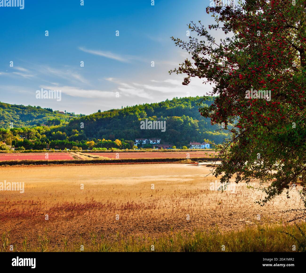 Blick auf den Weißdornbaum voller roter Beeren Früchte im Naturpark Strunjan in Slowenien Stockfoto