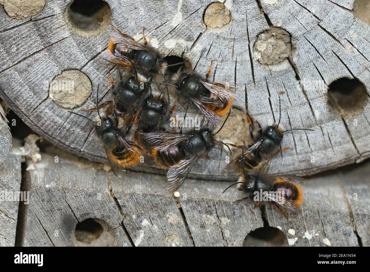 Eine Ansammlung männlicher Maurer oder europäischer Obstbienen, Osmia cornuta Stockfoto