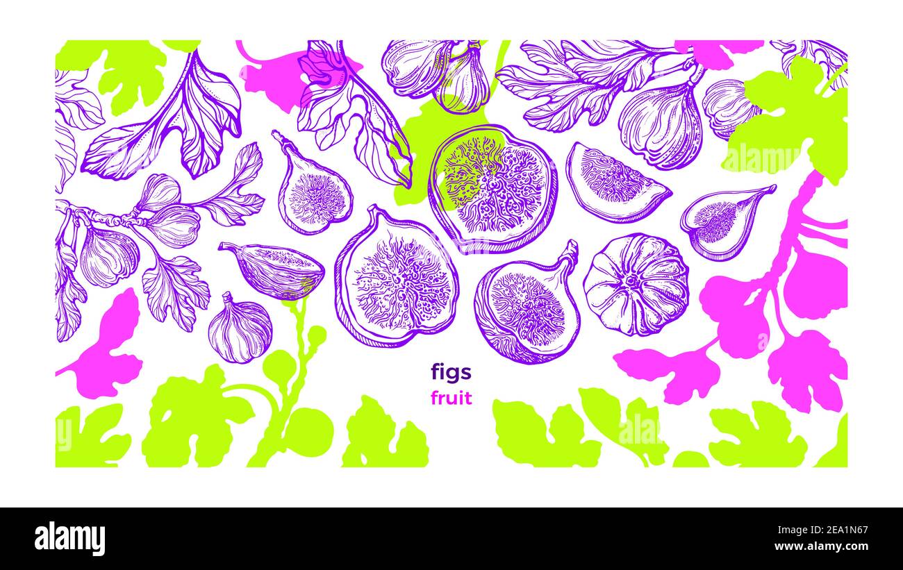 Feigenanlage Vorlage. Vector frische Plantage. Handgezeichnete Farbskizze, Kunstmuster auf weißem Hintergrund. Botanischer Baum, Sommerfrüchte, Texturblatt. S Stock Vektor