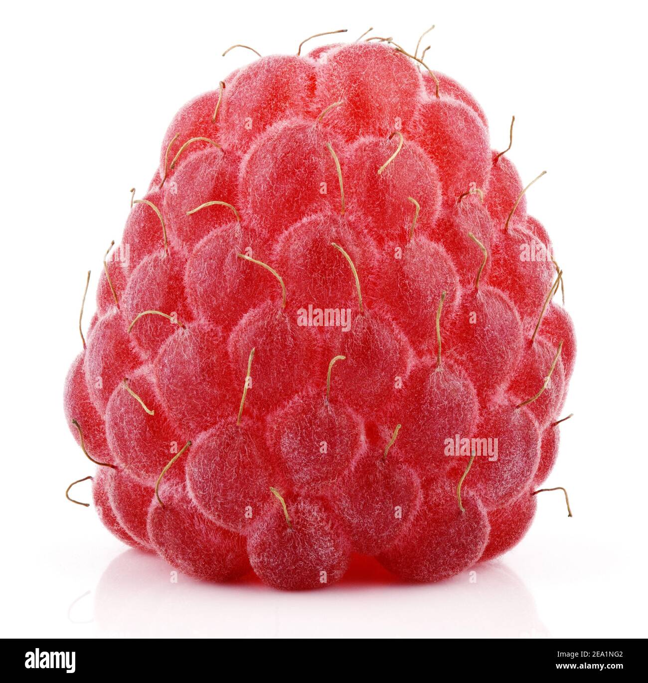 Einzelne rote Himbeer-Beerenfrucht isoliert auf weißem Hintergrund Stockfoto