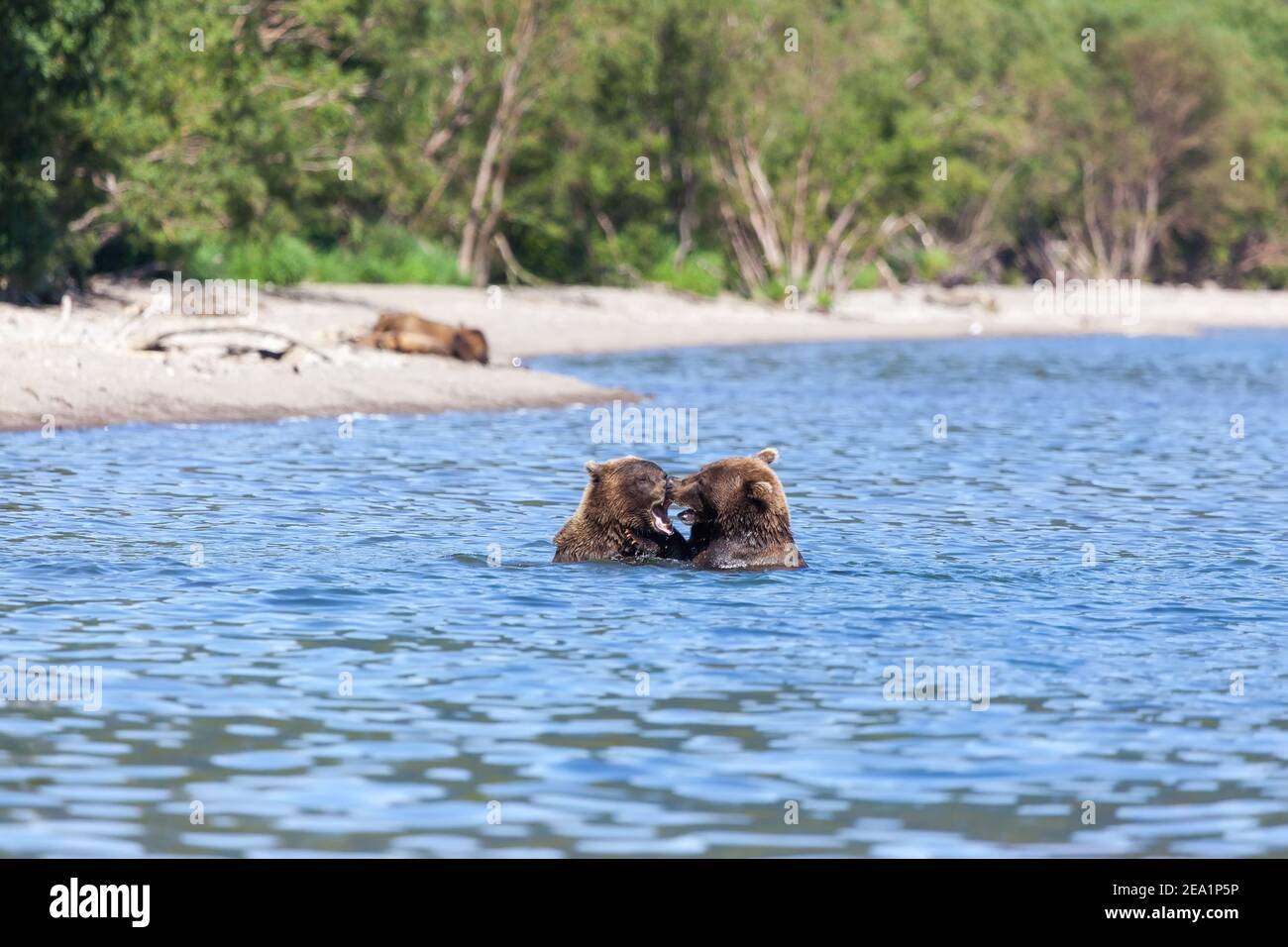 Wilde Braunbären grizzly Kampf in der See im Sommer. Growl Gruppe der Bären in den See. Kronotsky National Park in Russland in Kamtschatka Stockfoto