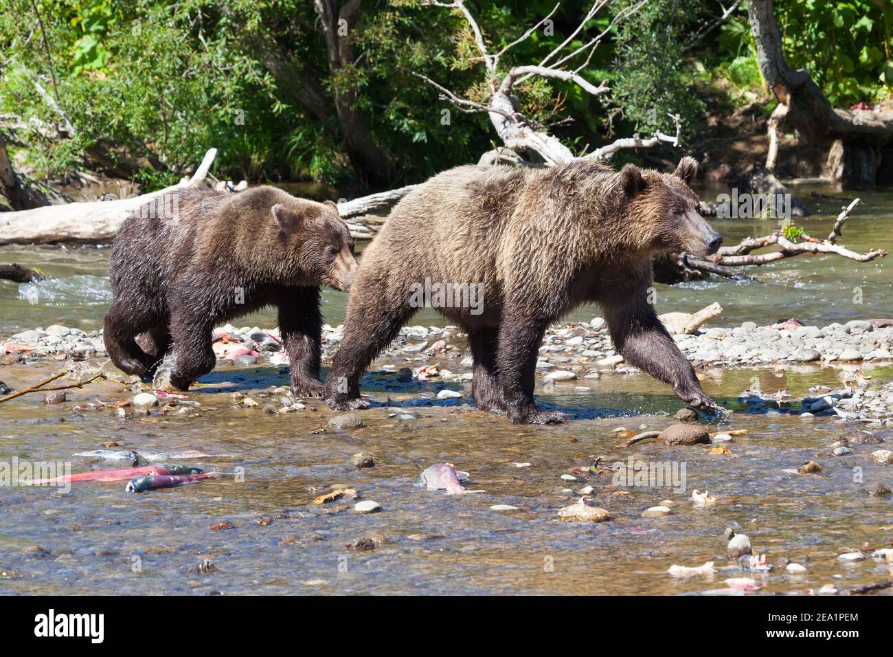 Gruppe von wilden Braunbären grizzly laufen im See im Sommer auf Hinterwäldern. Kronotsky Nationalpark. Kamtschatka. Russland Stockfoto