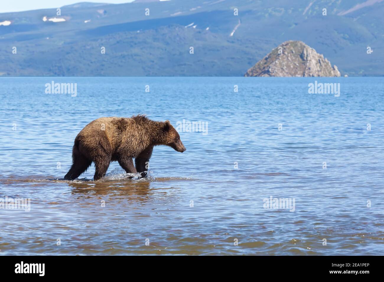 Ein wilder Braunbär fischt Grizzly. Der Bär läuft im Sommer im Kurilsee im Wasser. Kronotsky Nationalpark. Kamtschatka. Russland Stockfoto