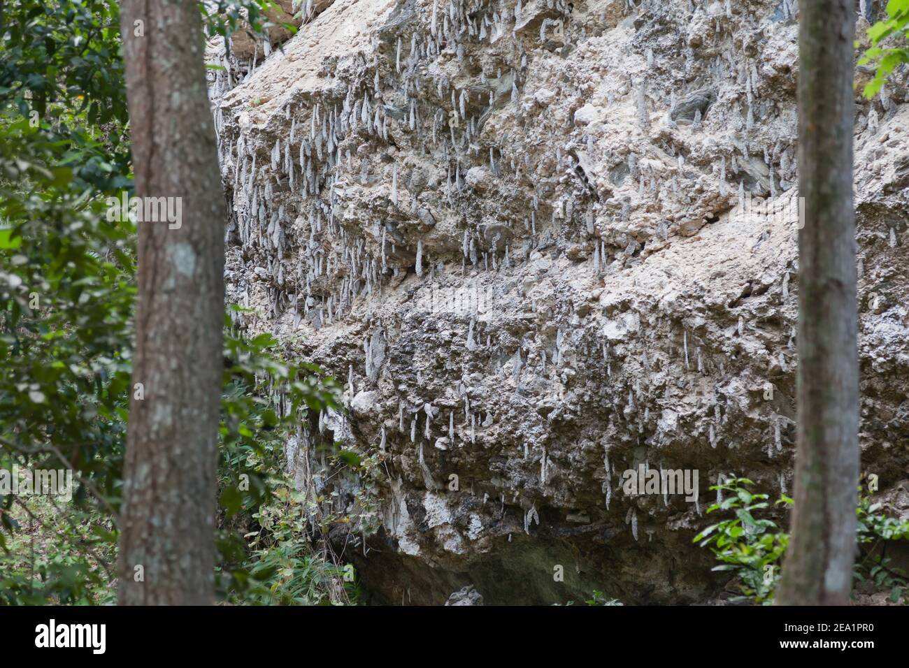 Nisten Sie Termiten im Dschungel in Kuba Stockfoto