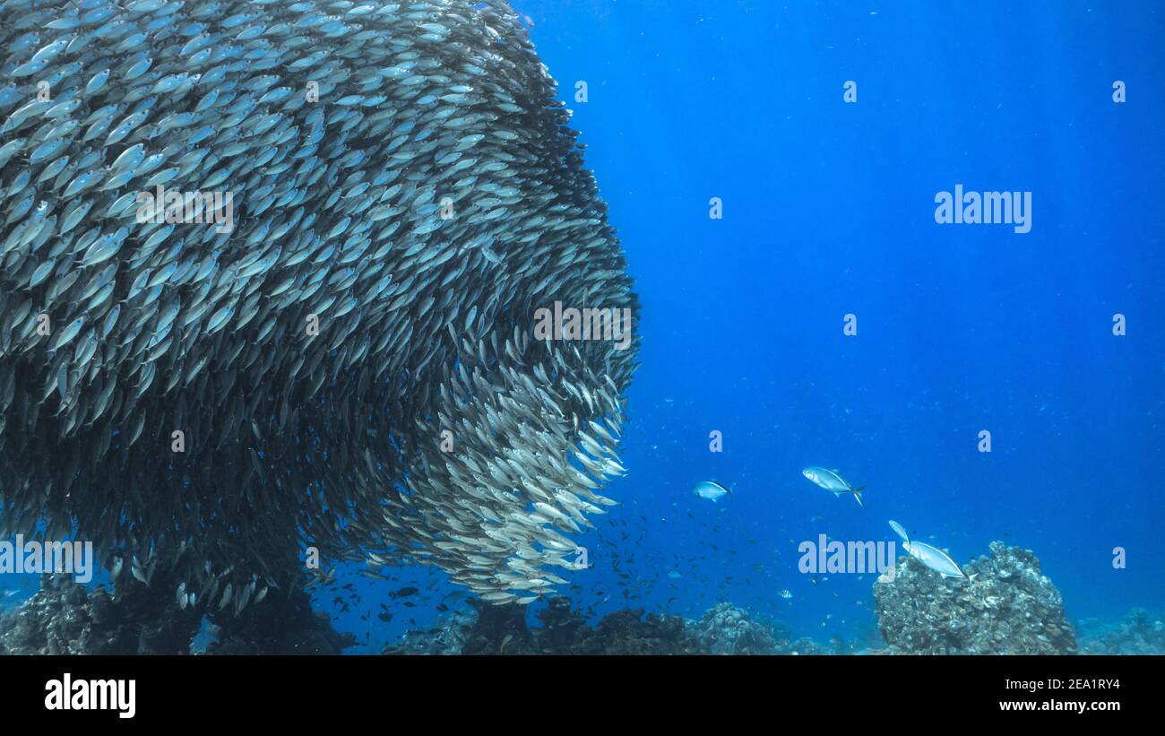 Jagd Horse-Eye Jack in Köder Ball, Schule von Fischen in türkisfarbenem Wasser von Korallenriff in der Karibik, Curacao Stockfoto