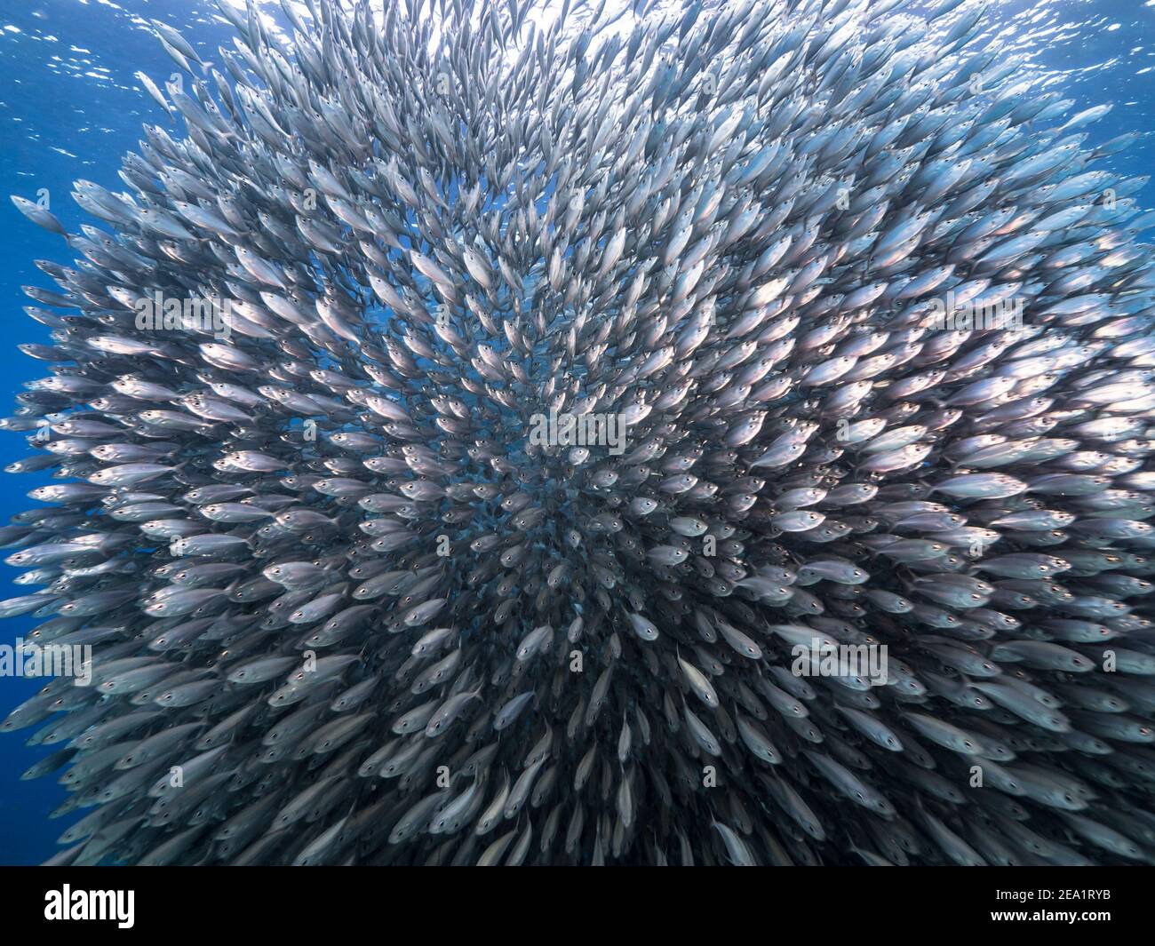 Jagd Horse-Eye Jack in Köder Ball, Schule von Fischen in türkisfarbenem Wasser von Korallenriff in der Karibik, Curacao Stockfoto