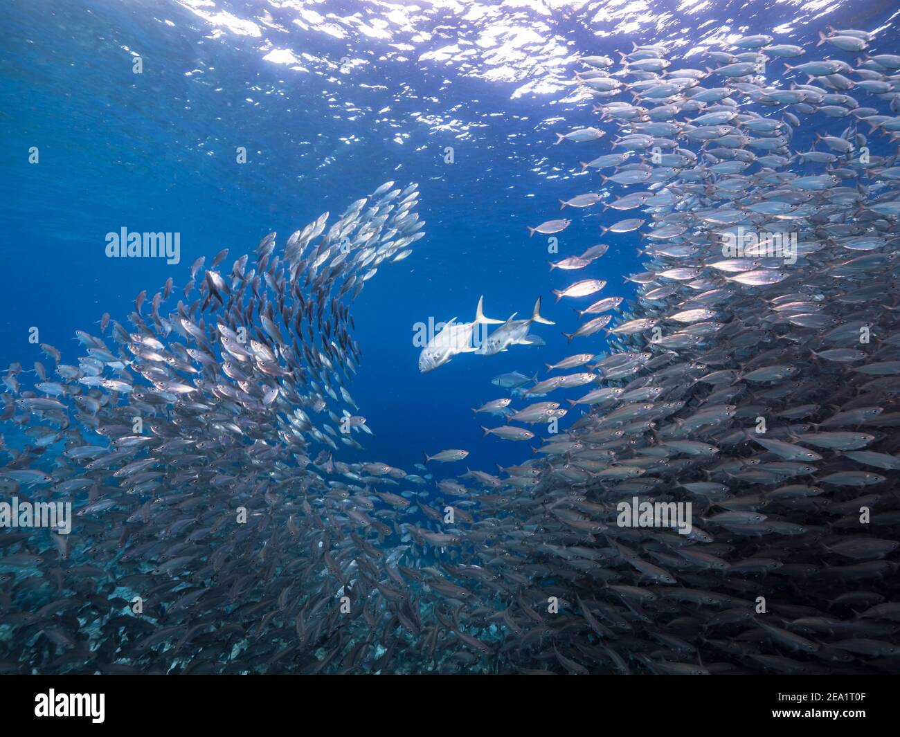 Jagd Horse-Eye Jack in Köder Ball, Schule von Fischen in türkisfarbenem Wasser von Korallenriff in der Karibik, Curacao Stockfoto