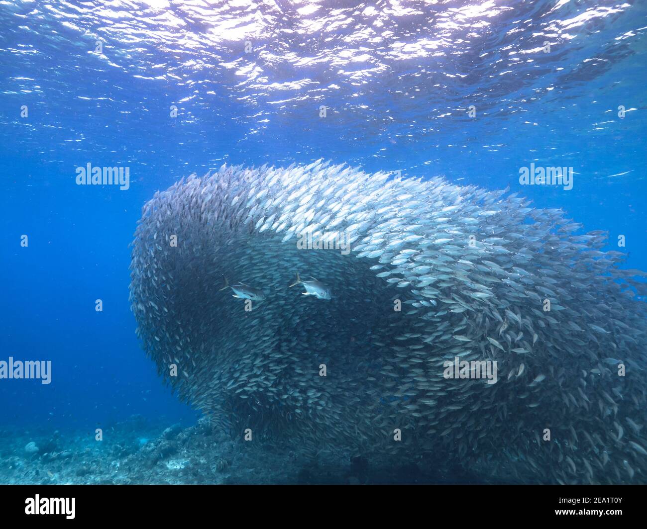 Jagd Horse-Eye Jack in Köder Ball, Schule von Fischen in türkisfarbenem Wasser von Korallenriff in der Karibik, Curacao Stockfoto