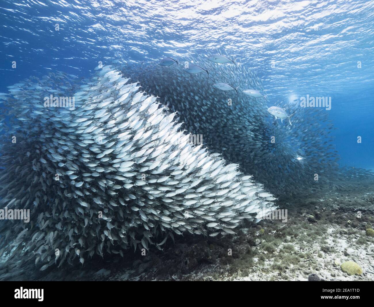 Jagd Horse-Eye Jack in Köder Ball, Schule von Fischen in türkisfarbenem Wasser von Korallenriff in der Karibik, Curacao Stockfoto