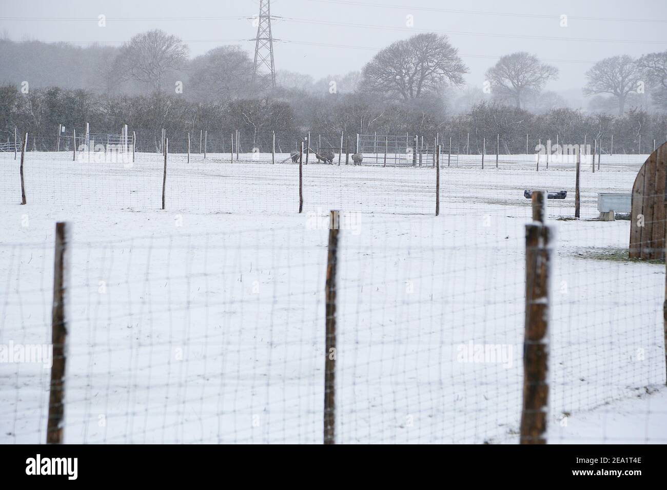 Ashford, Kent, Großbritannien. Februar 2021, 07. UK Wetter: Sturm Darcy trifft die Stadt Ashford in Kent. Alpakas auf einer Alpakafarm am Stadtrand von Ashford. Foto-Kredit: Paul Lawrenson/Alamy Live Nachrichten Stockfoto