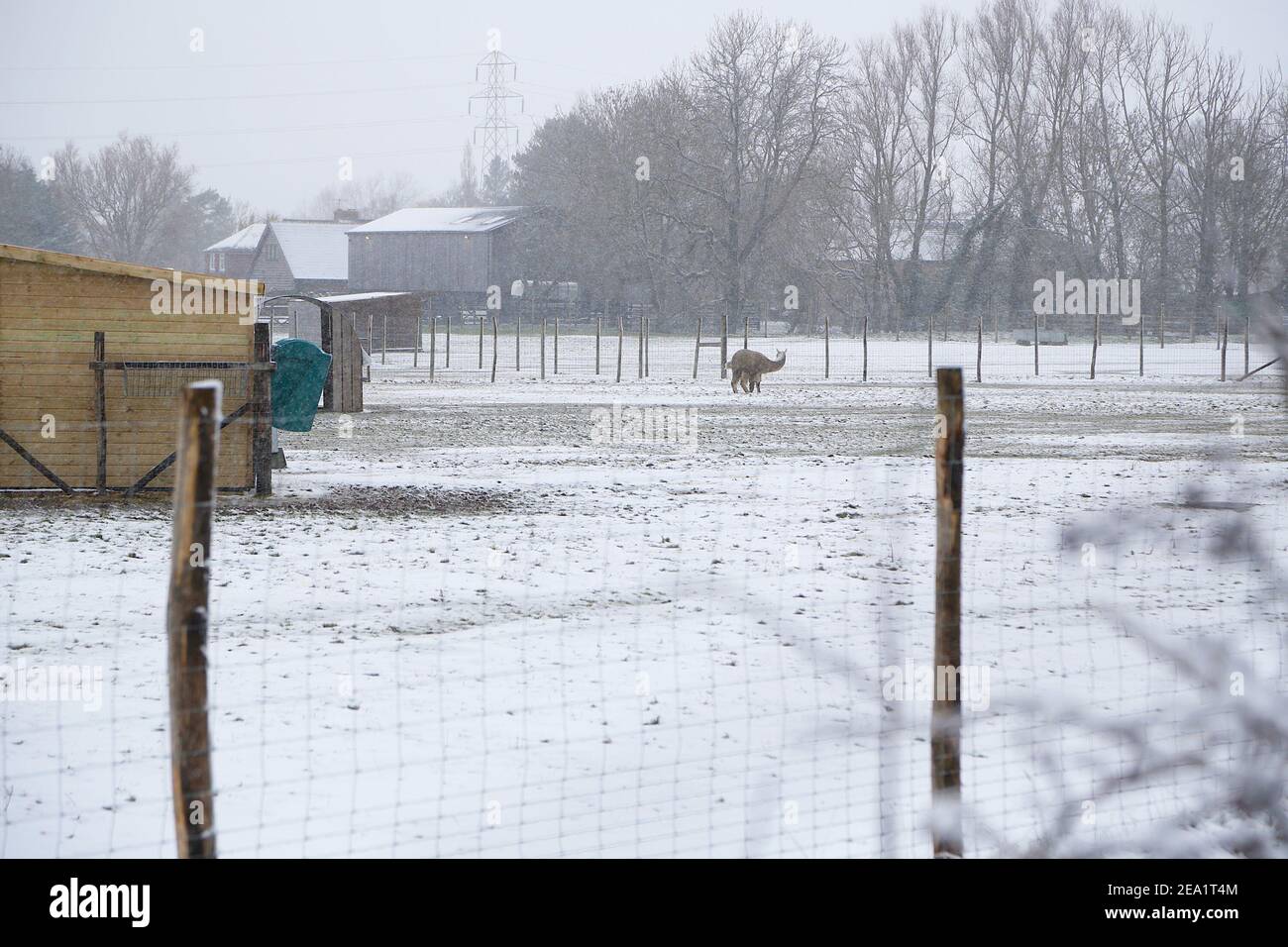 Ashford, Kent, Großbritannien. Februar 2021, 07. UK Wetter: Sturm Darcy trifft die Stadt Ashford in Kent. Alpakas auf einer Alpakafarm am Stadtrand von Ashford. Foto-Kredit: Paul Lawrenson/Alamy Live Nachrichten Stockfoto