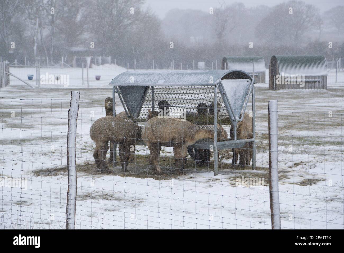 Ashford, Kent, Großbritannien. Februar 2021, 07. UK Wetter: Sturm Darcy trifft die Stadt Ashford in Kent. Alpakas auf einer Alpakafarm am Stadtrand von Ashford. Foto-Kredit: Paul Lawrenson/Alamy Live Nachrichten Stockfoto