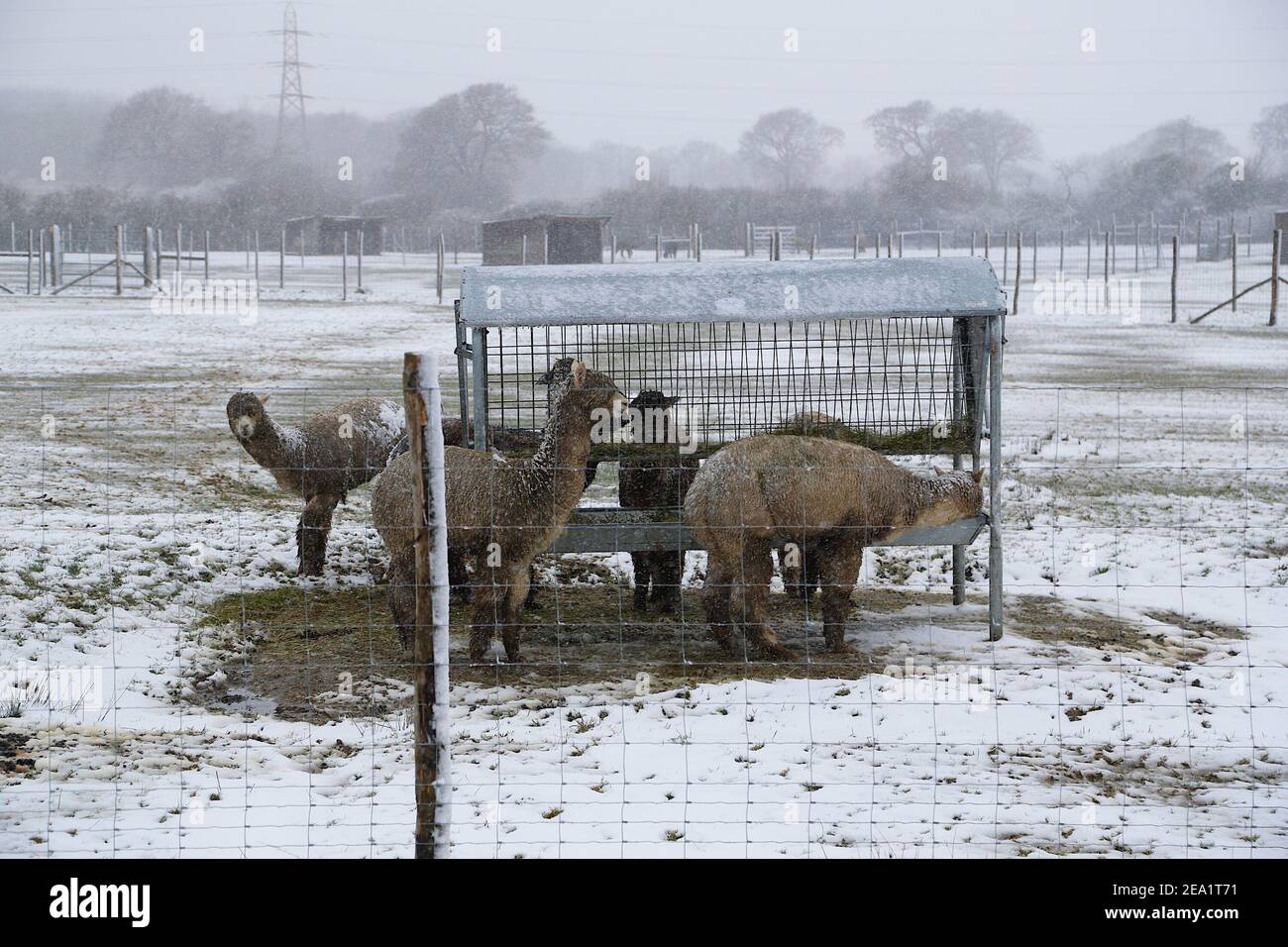 Ashford, Kent, Großbritannien. Februar 2021, 07. UK Wetter: Sturm Darcy trifft die Stadt Ashford in Kent. Alpakas auf einer Alpakafarm am Stadtrand von Ashford. Foto-Kredit: Paul Lawrenson/Alamy Live Nachrichten Stockfoto