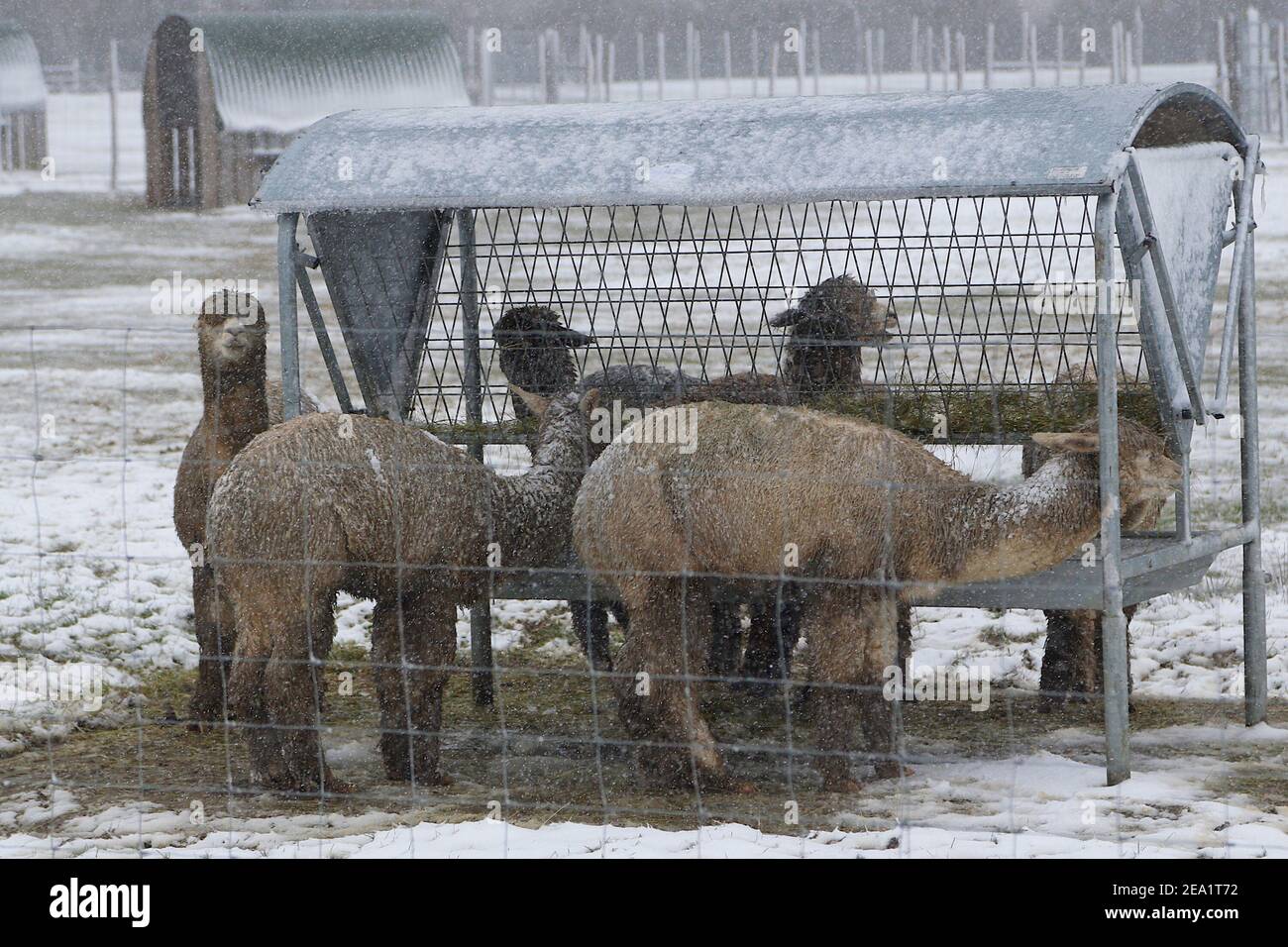 Ashford, Kent, Großbritannien. Februar 2021, 07. UK Wetter: Sturm Darcy trifft die Stadt Ashford in Kent. Alpakas auf einer Alpakafarm am Stadtrand von Ashford. Foto-Kredit: Paul Lawrenson/Alamy Live Nachrichten Stockfoto