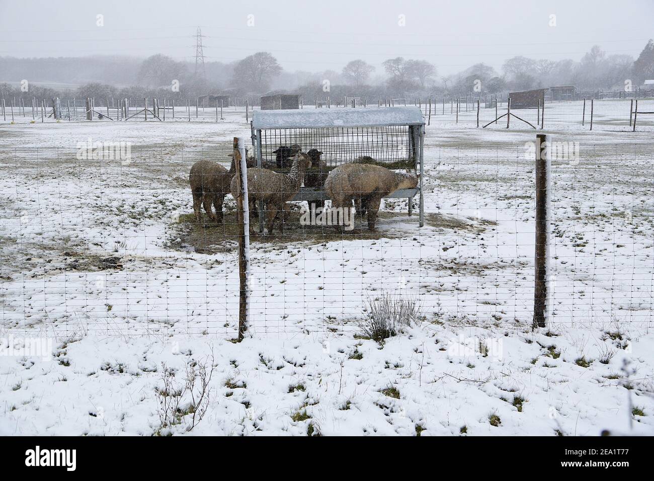 Ashford, Kent, Großbritannien. Februar 2021, 07. UK Wetter: Sturm Darcy trifft die Stadt Ashford in Kent. Alpakas auf einer Alpakafarm am Stadtrand von Ashford. Foto-Kredit: Paul Lawrenson/Alamy Live Nachrichten Stockfoto