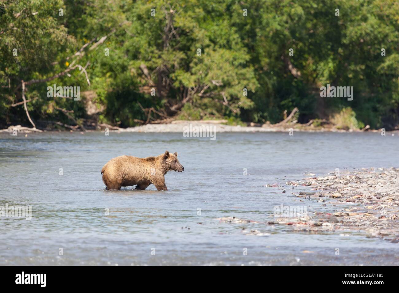 Brauner Bär kreuzt ein Fluss. Wilde Braunbären fischen essen Lachs in Fluss. Kronotsky Reserve. Kamtschatka. Russland. Stockfoto