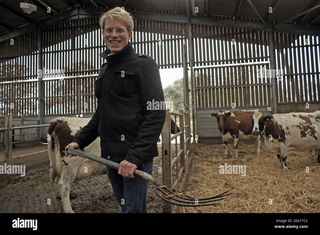 Farmer hält Gabel mit Stroh mit Kühen im Hintergrund, Duchy Home Farm Gloucestershire, England. Stockfoto