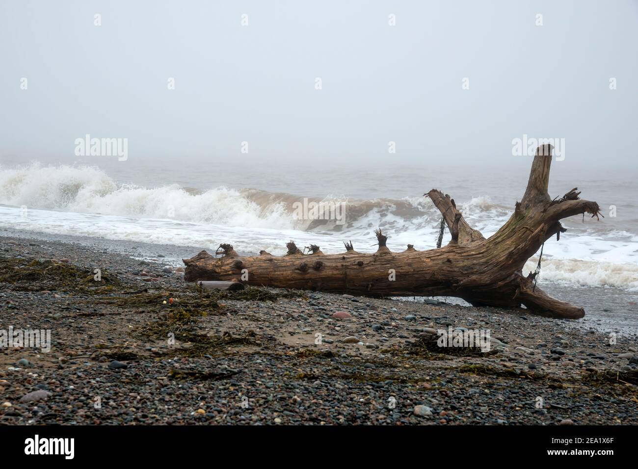 Großer Baumstamm aus Treibholz an einem Strand. Wellen brechen im Hintergrund. Dichter Nebel über dem Meer. Platz für Text. Stockfoto