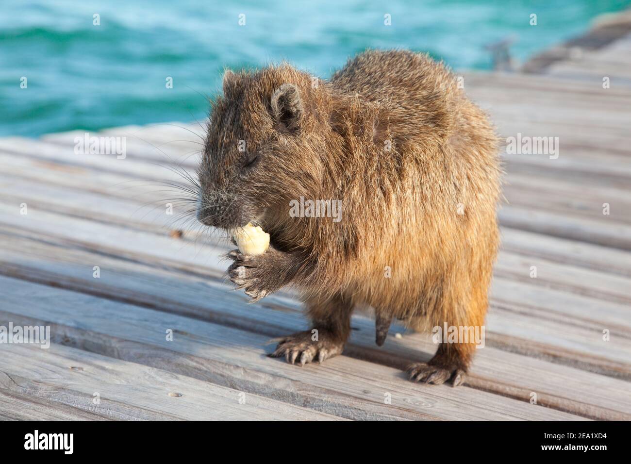 Nahaufnahme der wilden kubanischen Hutias (Capromyidae, Capromys pilorides), die bei Sonnenuntergang auf einer Holzbrücke essen Stockfoto